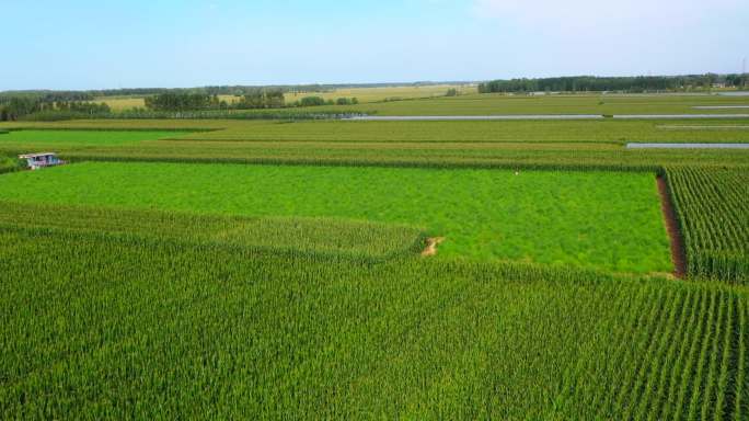 高清4K华北平原一望无际的农田玉米地