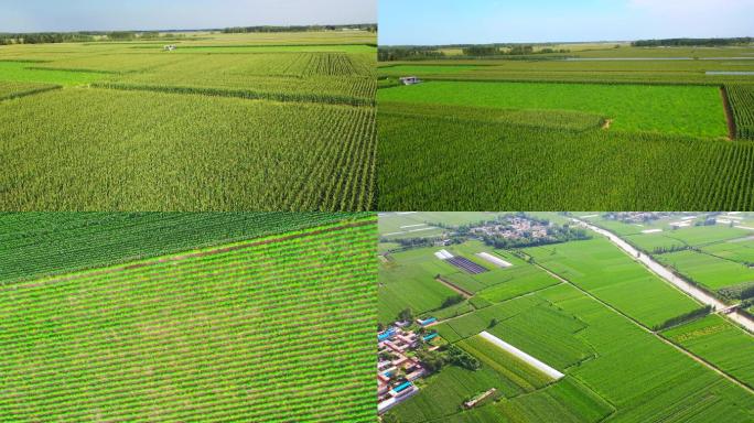 高清4K华北平原一望无际的农田玉米地