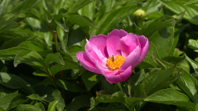 赤芍蜜蜂花