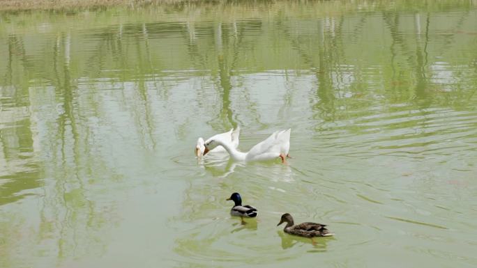 京城槐园  水中的大鹅