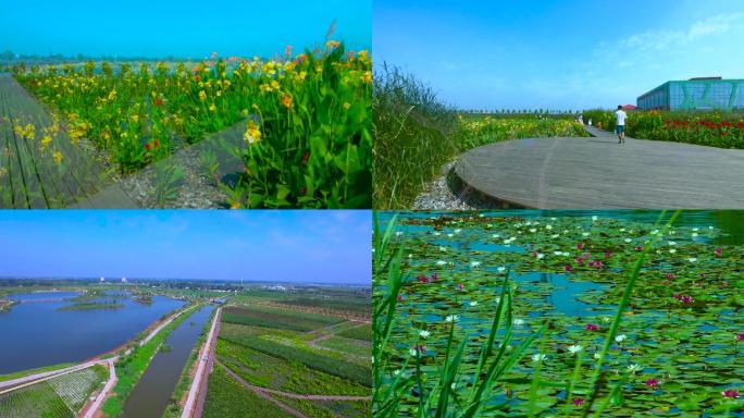 一组湿地鲜花盛开环境优美镜头