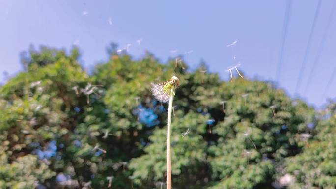 慢镜头吹蒲公英多组画面