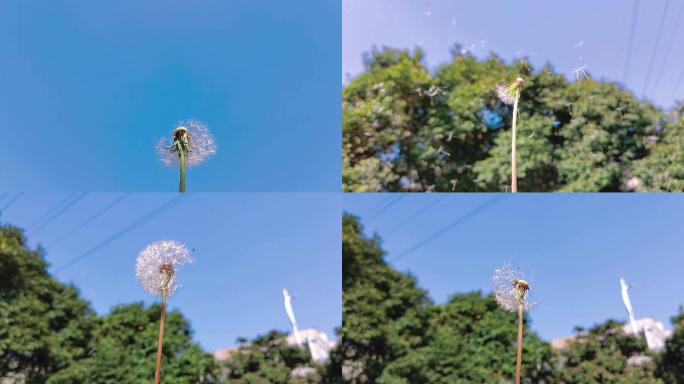 慢镜头吹蒲公英多组画面