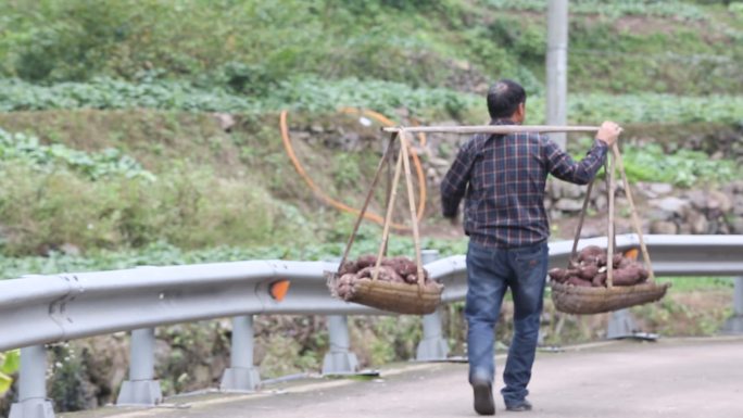 浙江绍兴诸暨农村农民挑担番薯丰收老人