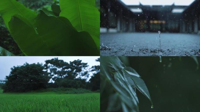 雨天芭蕉叶下雨森林锦鲤雨珠雨帘白鹤鸟