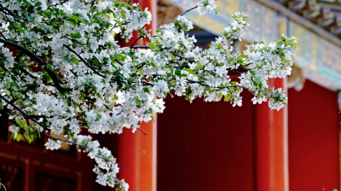 庭院花开花落