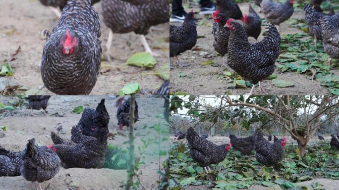 鸡 芦花鸡 散养鸡 成组地拍镜头 调色版