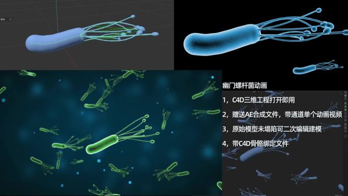 幽门螺杆菌三维模型动画视频（附带工程）