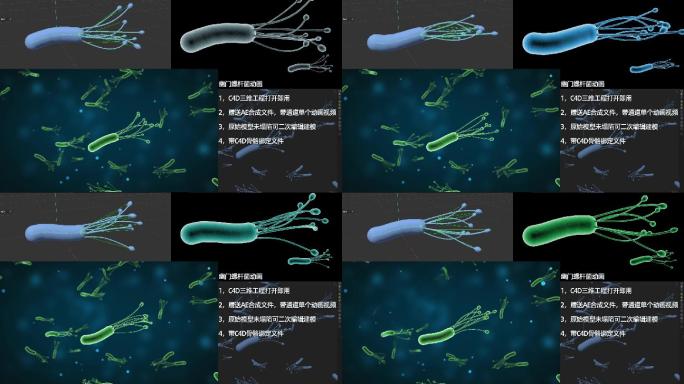 幽门螺杆菌三维模型动画视频（附带工程）