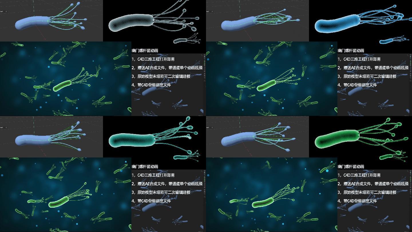 幽门螺杆菌三维模型动画视频（附带工程）