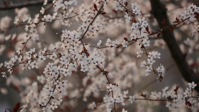 春季花卉-紫叶李