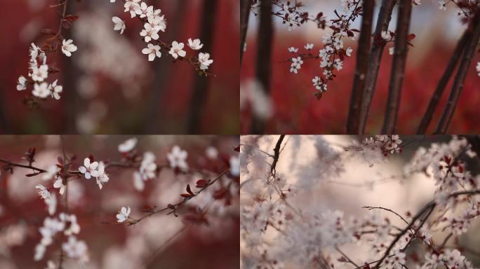 春季花卉-紫叶李