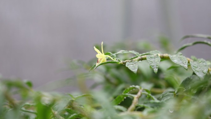 大棚铁皮石斛花自动喷滴灌现代农业致富