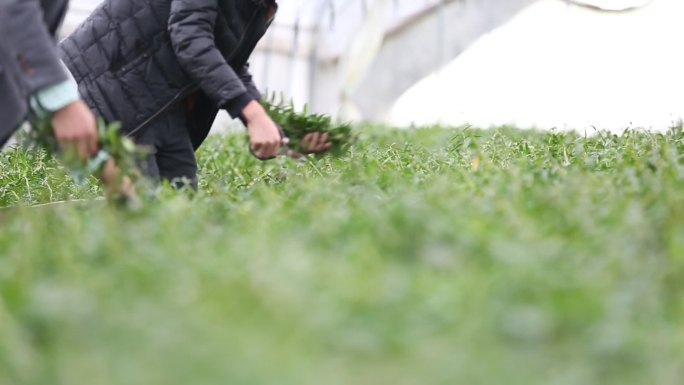 大棚种植铁皮石斛花自动喷滴灌节水现代农业