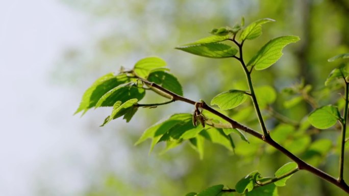 植物 树叶 夏天 绿植 阳光