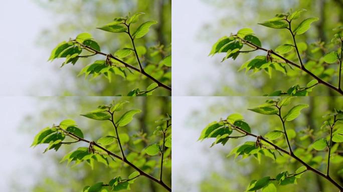 植物 树叶 夏天 绿植 阳光