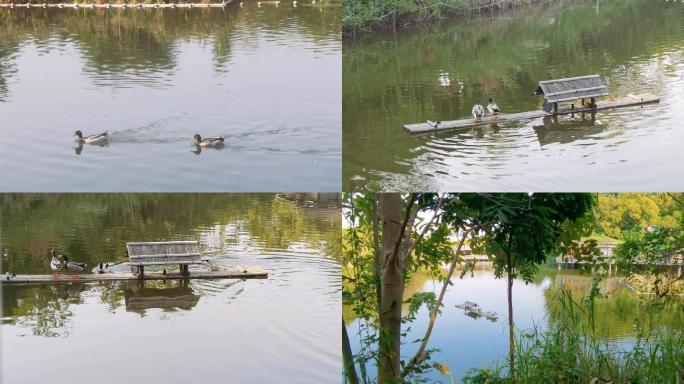 田园生活之池塘中悠闲的鸭子