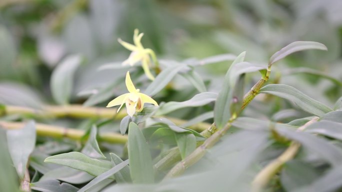 大棚种植铁皮石斛花现代农业