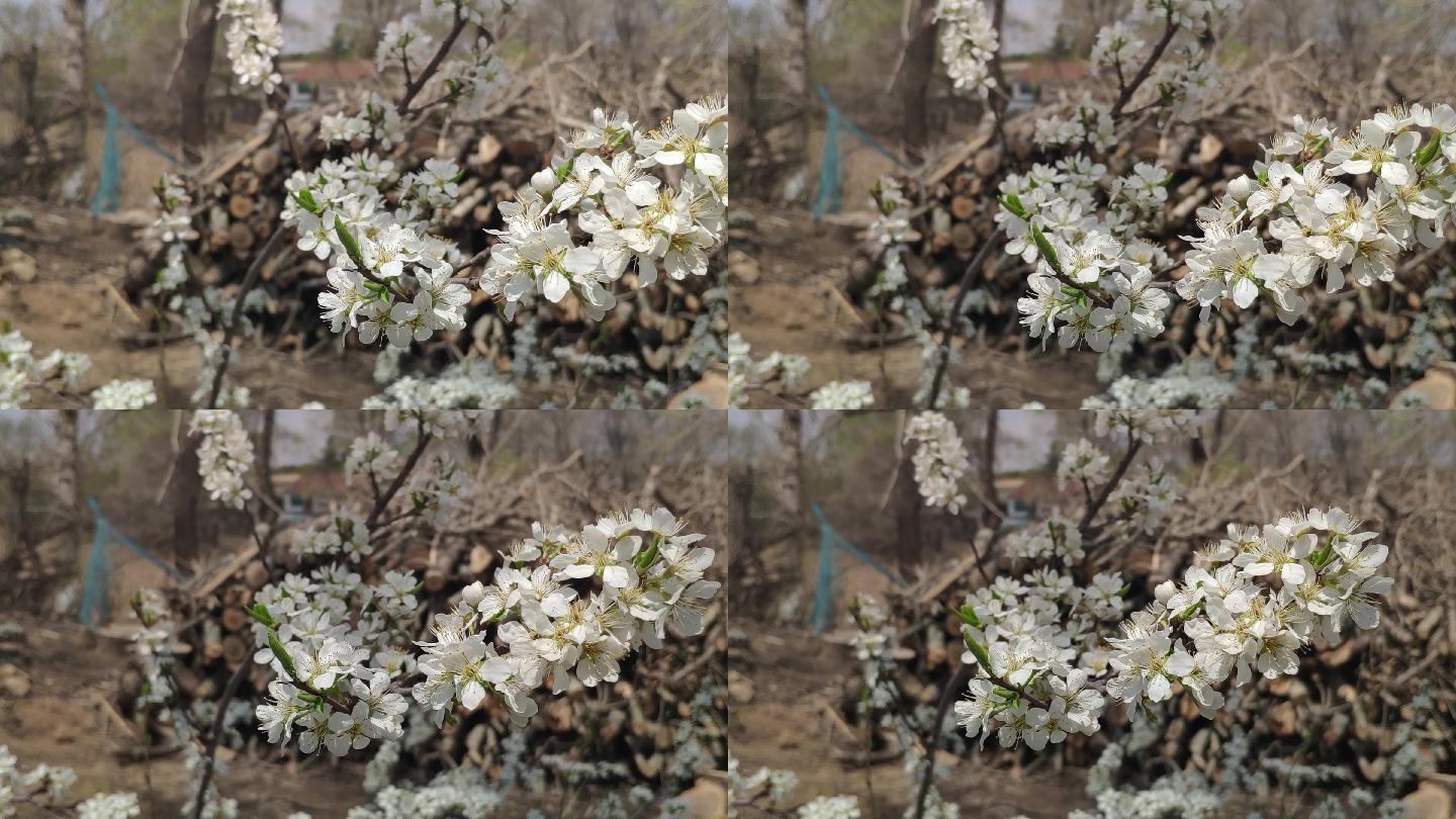 春天果树开花 樱桃树 李子树