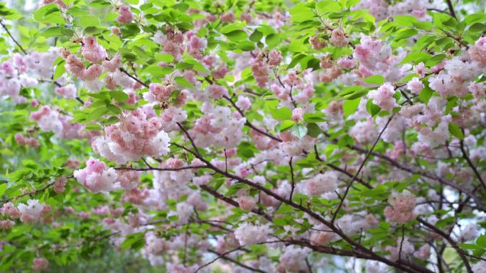 植物 树叶 夏天 绿植 阳光 花