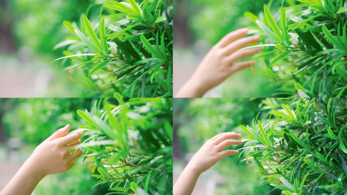 女孩的手抚摸绿植绿叶春天气息素材