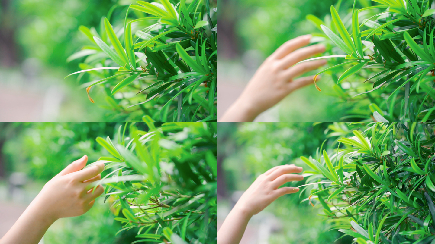 女孩的手抚摸绿植绿叶春天气息素材