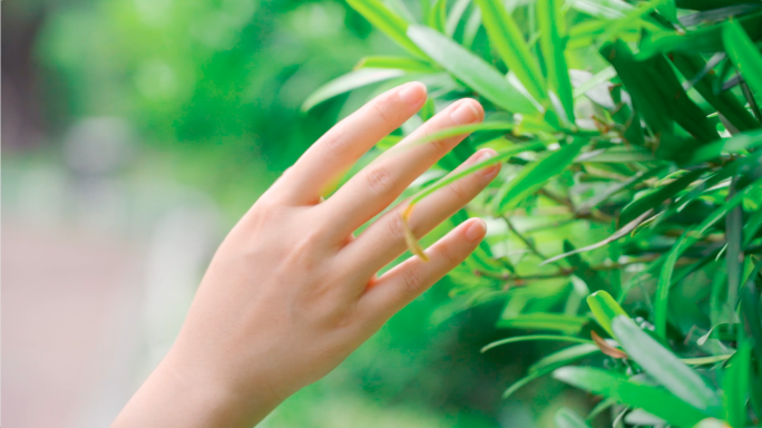 女孩的手抚摸绿植绿叶春天气息素材