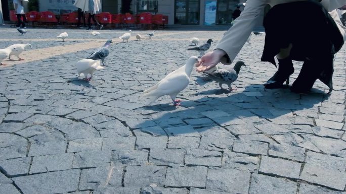 青岛红树林欧洲广场鸽子飞翔慢放升格
