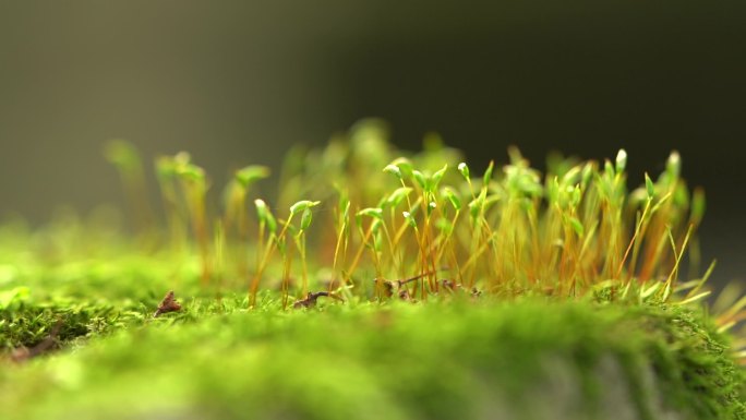 种子 发芽 生命 绿色 生机