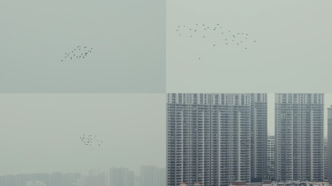 电影感 鸽子在城市天空飞翔