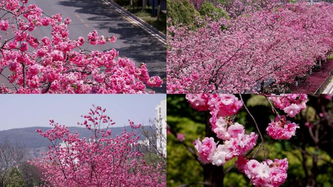 昆明城市樱花景观