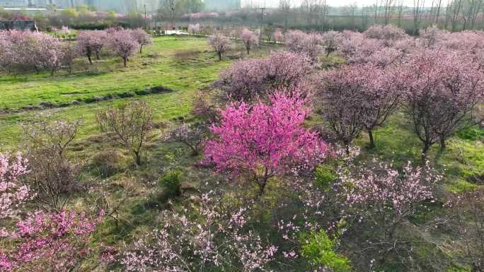 春天大地上的花海，桃红柳绿