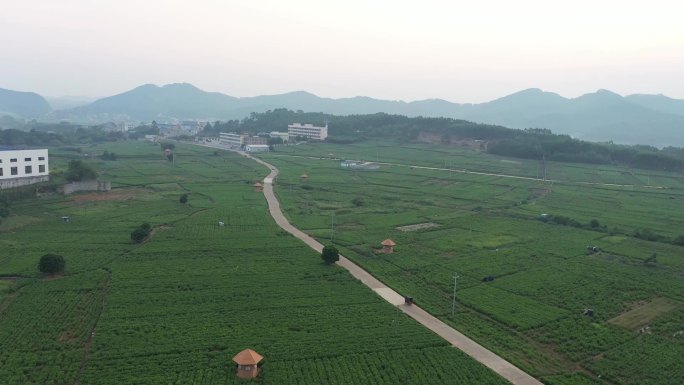 远景航拍茉莉花花地