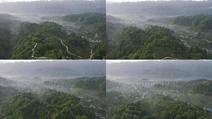 唯美茶园风光川茶基地美丽茶乡自然风景