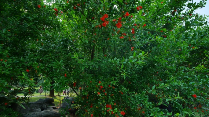 石榴树开花石榴花