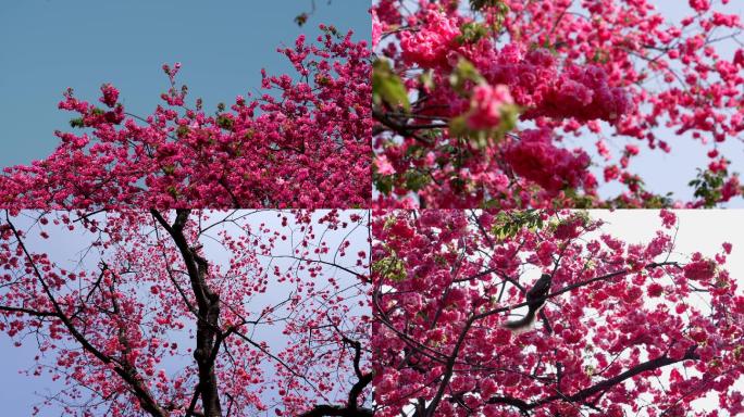 昆明春季圆通山樱花