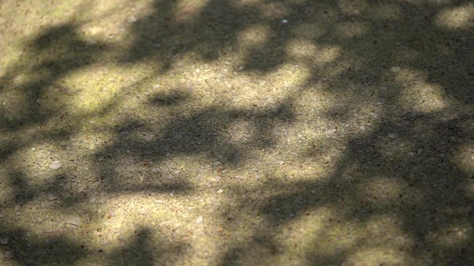 树荫光斑 光影 地上阳光斑点