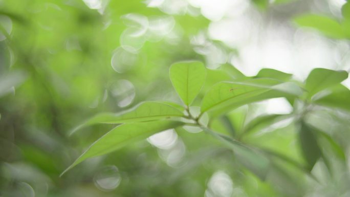 春天树林树叶唯美意境特写空镜