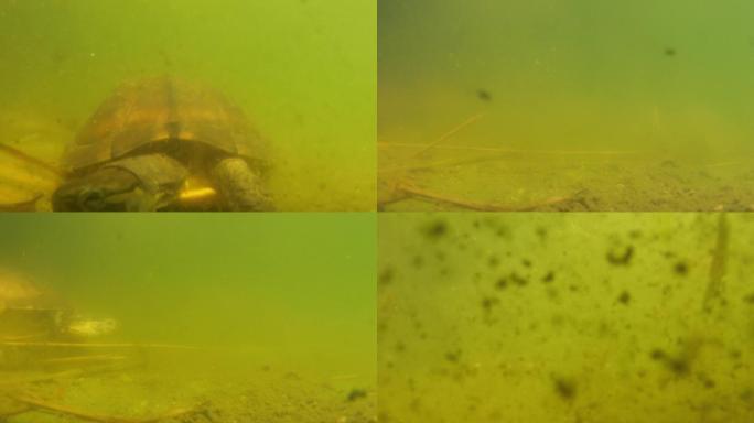 乌龟在浑浊的水底