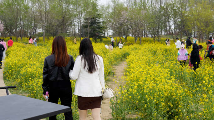 春游，油菜花海