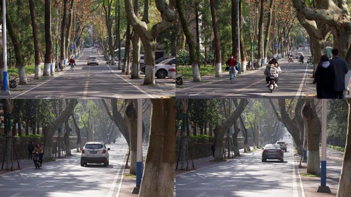 校园里的马路，两边有着参天大树，长焦拍摄