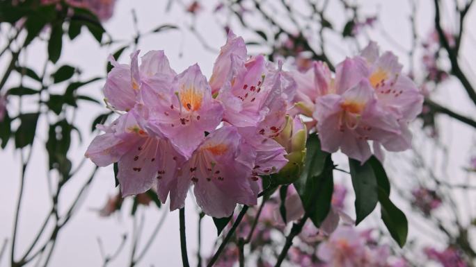 春暖花开 杜鹃花