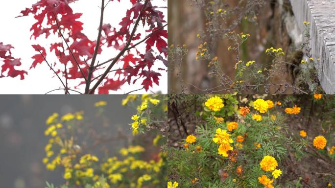 山间野花