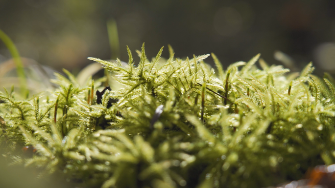 森林中的苔藓和透过树林的阳光