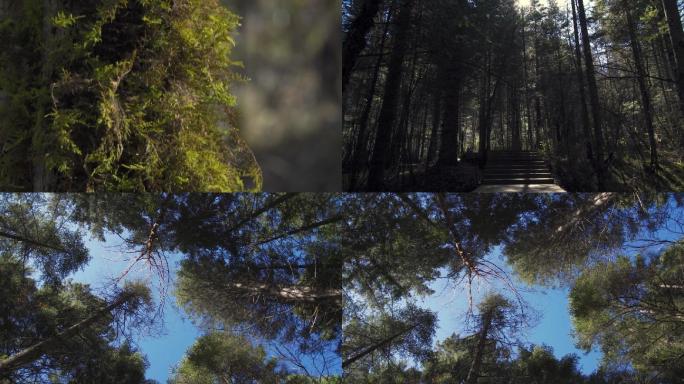 森林中的苔藓和透过树林的阳光