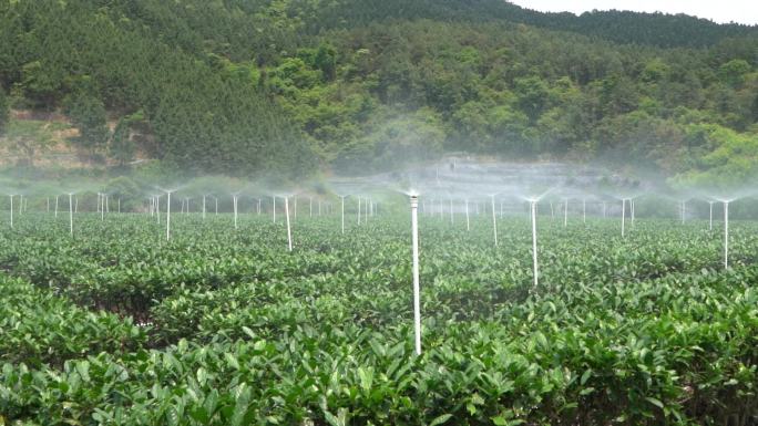 茶叶喷淋 茶园灌溉