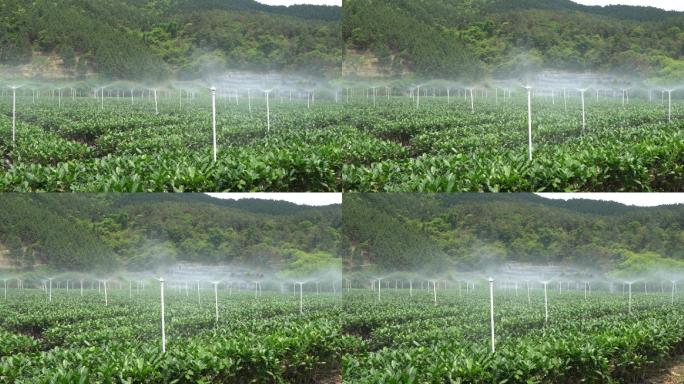 茶叶喷淋 茶园灌溉
