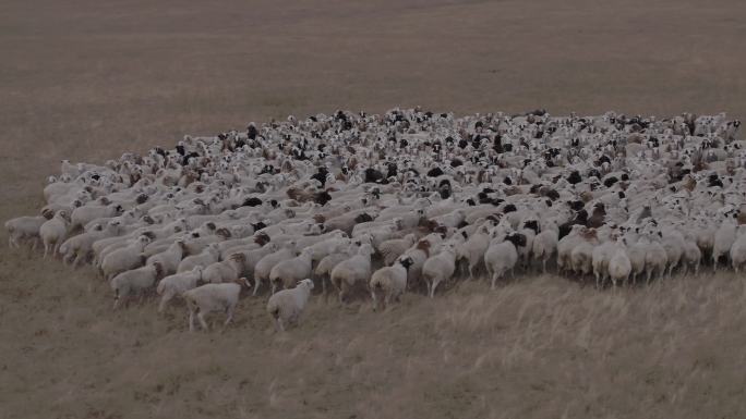 内蒙古呼伦贝尔大草原秋天羊群航拍