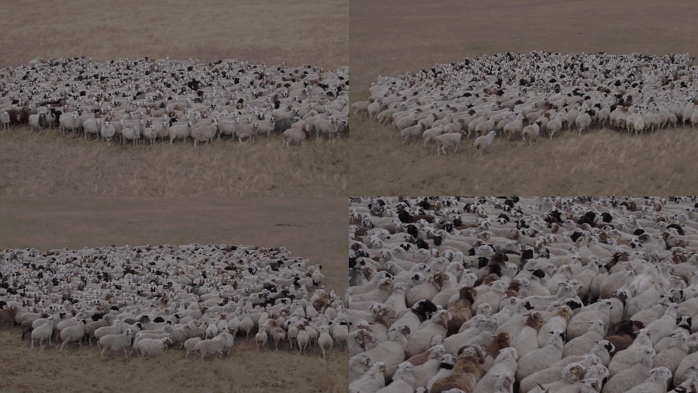 内蒙古呼伦贝尔大草原秋天羊群航拍