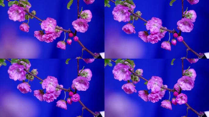桃花盛开延时蓝布抠像素材